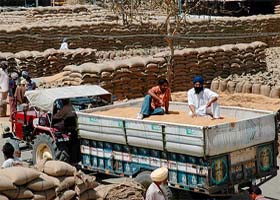 A strike by Truck Union has led to huge pile of wheat stocks at the New Grain Market, Patiala