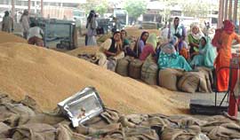 Wheat stocks pile up while women labourers sit idle at Dana Mandi, Ludhiana, as there was not much trading of wheat in the market in view of the call for boycott of mandis given by some farmers' organisations.