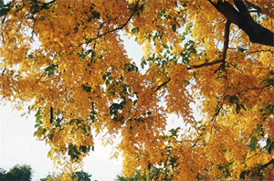 Cassia fistula or Amaltas in full bloom
