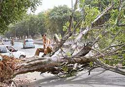 A tree that fell in the dust storm near Phase VI in Mohali on Sunday.