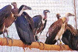 An injured vulture takes a flight while others rest in their new home quarantine bird aviary of the Vulture Conservation Breeding Centre run by the Bombay Natural History Society and the Haryana Forest Department in Joghpur village, about 15 km from Pinjore
