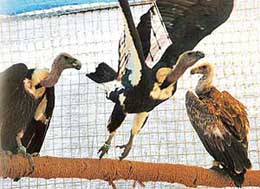 An injured vulture takes a flight while others rest in their new home quarantine bird aviary of the Vulture Conservation Breeding Centre run by the Bombay Natural History Society and the Haryana Forest Department in Joghpur village, about 15 km from Pinjore.