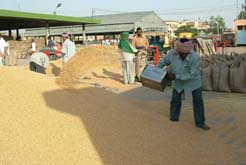 A view of the New Grain Market in Jalandhar on Monday.