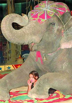 The tusker may be gigantic, but it sits lightly on the girl
