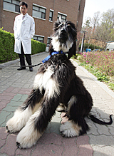 Kim Min-kyu, a doctor at the College of Veterinary Medicine of the Seoul National University, looks at Snuppy, the first dog cloned from adult cells by somatic nuclear cell transfer, in Seoul on Monday.