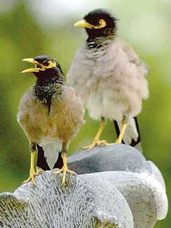 With the mercury rising, birds perched on a sculpture look around for water to quench their thirst
