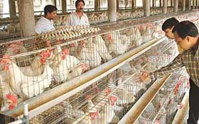 A team of the Haryana Animal and Husbandry Department and district administration officials inspects a poultry farm in Barwala