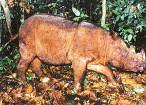 Poaching has put the forest-dwelling Sumatran rhino of Borneo at risk of extinction
