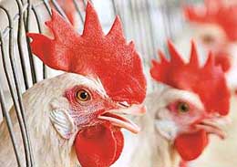 The Panchkula district administration has warned the poultry farm owners to improve the sanitation conditions in their farms within next two days.