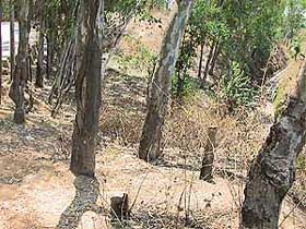 A view of forest which is on the early stage of degradation.