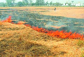 Wheat stubble being burnt at a military farm land near PAP Chowk in Jalandhar on Wednesday. 