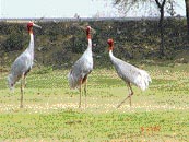 One has to be lucky to spot a Sarus Crane in the in Una these days