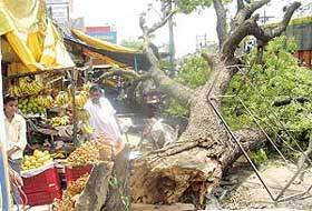 A big tree, along the Kharar-Landran road, came crashing down due to dust storm on Monday night