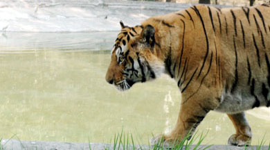 A tiger in the Tiger Safari near Ludhiana heads towards water to quench its thirst