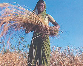 An Adivasi woman working in a field in Jharkhand.
