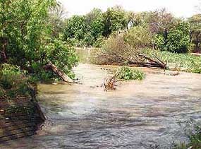 Trees uprooted by the gushing waters after a breach in the Daulatpura subcanal following a squall on the bypass in Abohar on Wednesday.