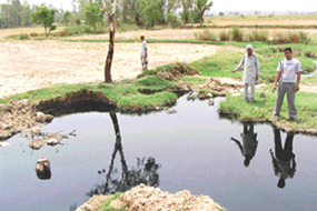 Farmers show the destroyed crops following the alleged discharge of polluted water by a major textile unit  near Lalru on Friday. 