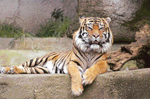 About 20 tigers are poached in India every month