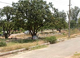 A mango orchard in Sector 12-A, Panchkula, that has become a bone of contention for the HUDA Estate Office and its horticulture wing.