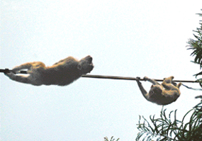 Monkeys use a live electricity wire to cross over from one house to other in Sector 44, Chandigarh, on Tuesday.