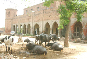 Two-century-old haveli of Rasulpuria Sardars adjoining majestic court building at Rasulpur village, Tarn Taran (Amritsar), where domestic animals are kept.