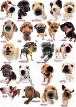 The incredible diversity of dogs is encoded in their genomes
