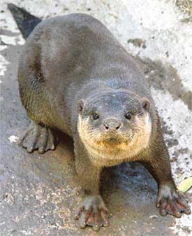 A smooth-coated otter at the Mahendra Chaudhary Zoological Park, Chhat Bir, Patiala district.