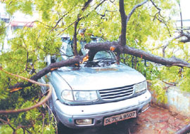 This car bore the brunt of a tree that fell in a heavy squall that hit the Capital on Wednesday evening. 