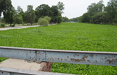 The Kanjli wetlands are covered with hyacinths near the water regulator end. The picture was taken on Thursday.