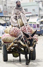 A Pakistani labourer sits on a donkey cart loaded with onion sacks at a vegetable market