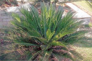 Cycad in its glory