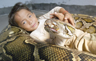 Six-year-old Cambodian boy Oeun Sambat plays with his best friend, a five-metre-long and six-year-old female python