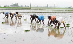 Paddy transplantation is in full swing in Ludhiana district even though the government has banned paddy sowing before June 10