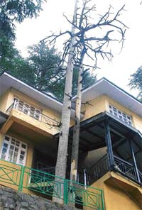 Dried up trees tell a sad story outside a new bungalow in Shimla. 