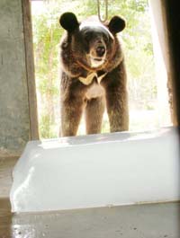 This is what the bear seems to say on spotting an ice brick in his enclosure in Tiger Safari, Ludhiana