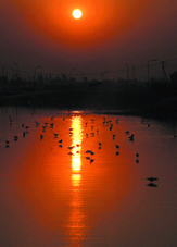 The setting sun is reflected in the placid waters of a small pond near Jalandhar as the water birds go on with their business before the darkness heralds the advent of night. 