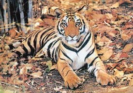 The reserve has 45 tigers
