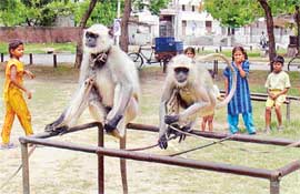 Not just cops, even langurs are patrolling the city looking for culprits— in this case monkeys.