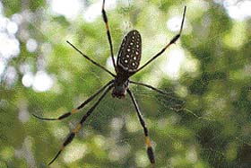 Amber-trapped spider