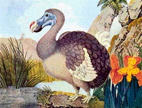 Dodo