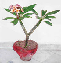 The tree is easily propagated by cuttings