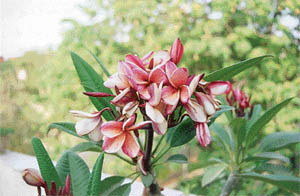 Temple Tree or Frangipani makes a beautiful specimen for terrace gardens