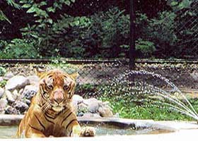 Tiger sits in a pond to beat the heat at Sanjay Gandhi Zoological Park in Patna