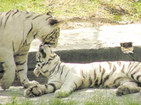 Tiger cubs lazing around at the Delhi Zoo on a relatively cool day in the Capital on Tuesday. 