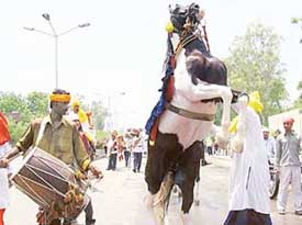 Dancing to the tune of a dhol, a mare makes merry in the procession taken out to mark tercentenary celebration of the visit of Guru Gobind Singh, in Bathinda on Tuesday.