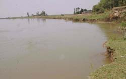 An overflowing Beas touches a dhussi bund
