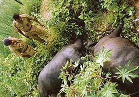 Bodies of three buffaloes, which were electrocuted in Sector 43, Chandigarh, on Tuesday. 