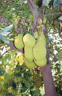 The jackfruit is an evergreen fruit tree