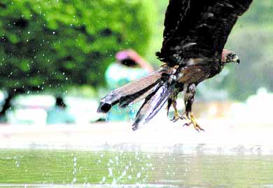 A hawk playing with water to beat the heat near Rajpath in the Capital on Monday