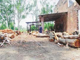 An illegal sawmill being run within the prohibited 10-km radius of forest land, near Talwara.